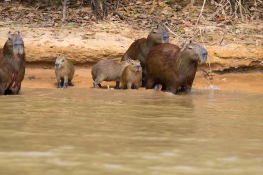 Capibara sürüsü Pantanal, Brezilya