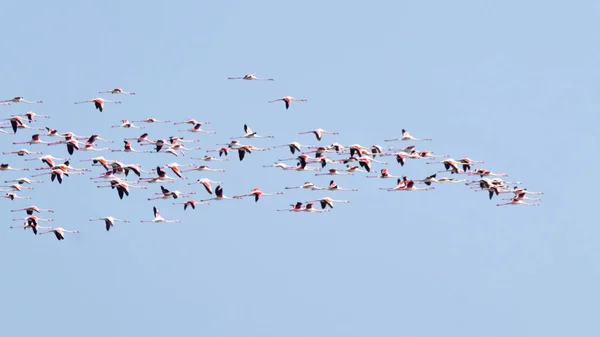 Nyáj rózsaszín flamingók. Po folyó lagoon — Stock Fotó