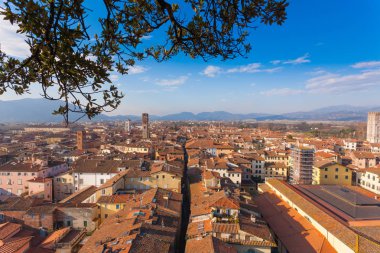 Lucca görünümü Guinigi Tower.