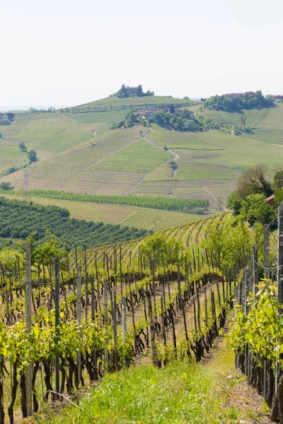 Paisagem com vinhas de Langhe, agricultura italiana — Fotografia de Stock