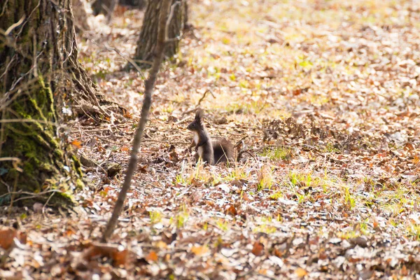 Écureuil roux gros plan — Photo