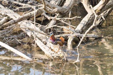 Mandarin ördeği Sile Nehri, İtalya yakın çekim