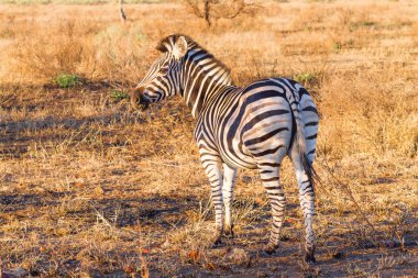 Zebra Kruger Milli Parkı, equus quagga '