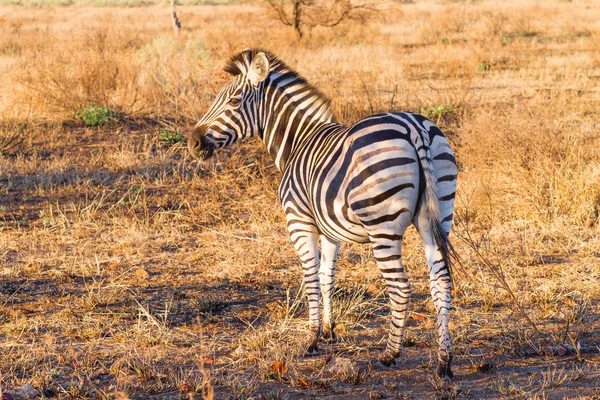 Zebra do Parque Nacional Kruger, equus quagga — Fotografia de Stock