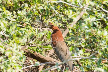 Pantanal, Brezilya niteliğine çizgili kaplan balıkçıl