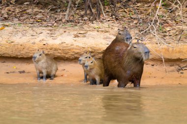 Capibara sürüsü Pantanal, Brezilya