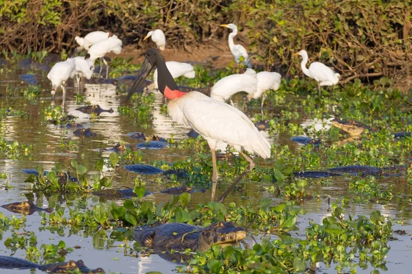 Jabiru leylek kuş Pantanal doğada üzerinde — Stok fotoğraf