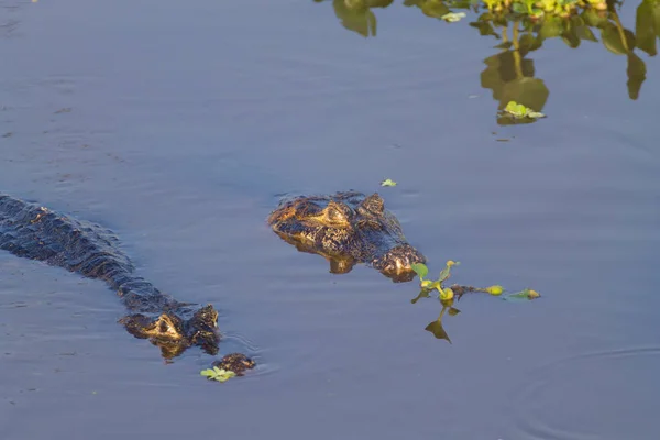 카이만 Pantanal, 브라질에 떠 있는 — 스톡 사진