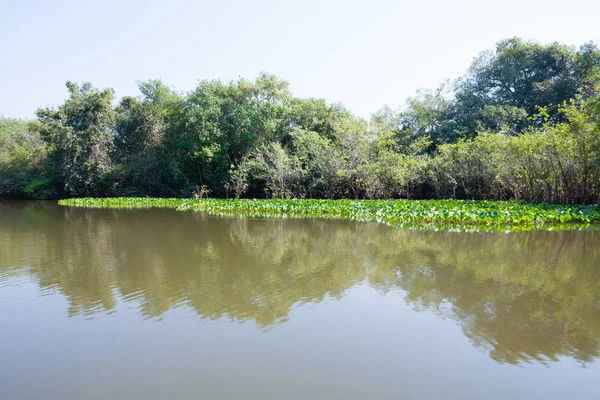 Panorama de Pantanal, región húmeda brasileña . — Foto de Stock