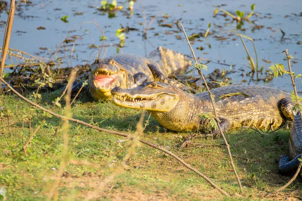 Caiman which heats up in the morning sun. — Stock Photo, Image