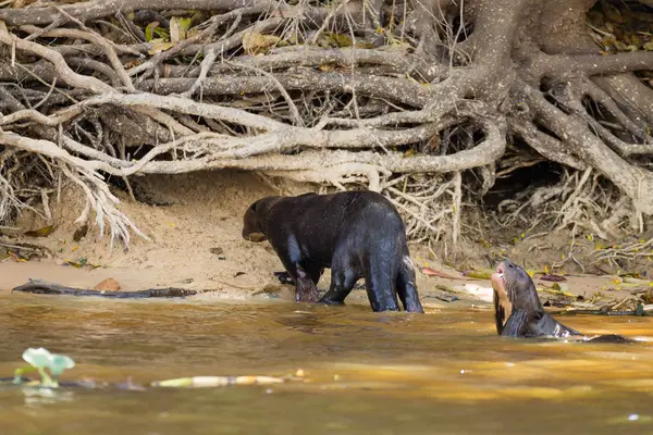 Nutria gigante de Pantanal, Brasil — Foto de Stock