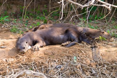 Pantanal, Brezilya'dan dev su samuru