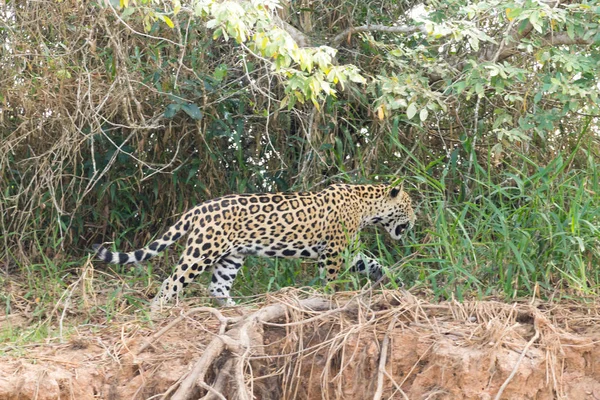 Jaguár z Pantanal, Brazílie — Stock fotografie