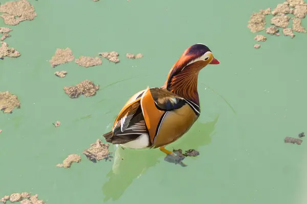 Pato mandarim perto do rio Sile, Itália — Fotografia de Stock