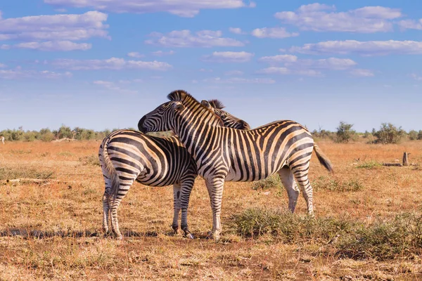 Пара зебр из национального парка Крюгер, equus quagga — стоковое фото