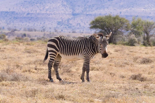 Cebra de montaña del Cabo, Sudáfrica — Foto de Stock