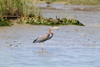 Mor heron kapatın. Po Nehri lagoon