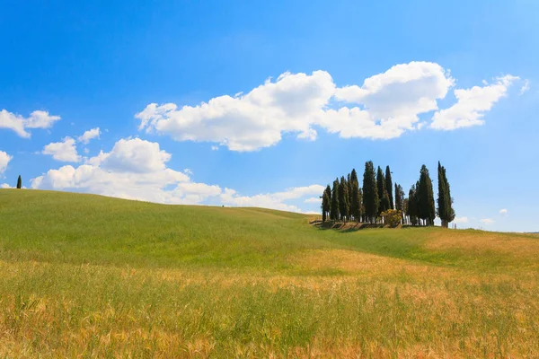 Val d'Orcia selvi görünümü