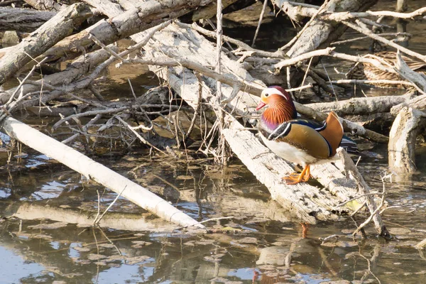 Mandarin ördeği Sile Nehri, İtalya yakın çekim