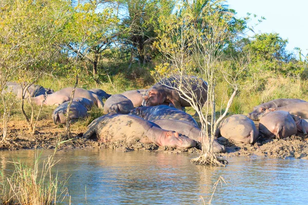 Manada de hipopótamos durmiendo, Isimangaliso Wetland Park, Sudáfrica — Foto de Stock