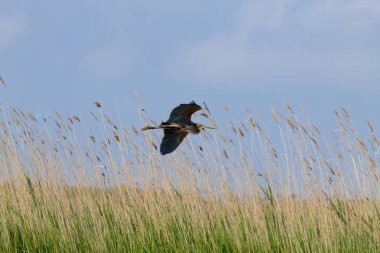 Mor heron kapatın. Po Nehri lagoon