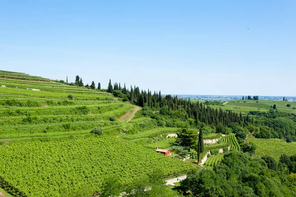 Vignobles de Soave.Italian vin . — Photo