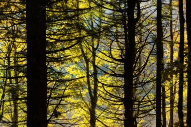 Ağaçlar Sonbahar sezonu arka planda
