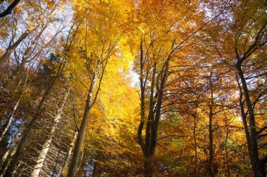Ağaçlar Sonbahar sezonu arka planda