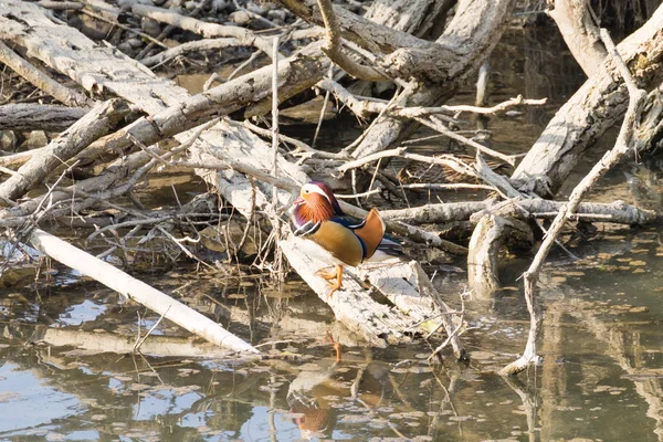 Mandarin ördeği Sile Nehri, İtalya yakın çekim