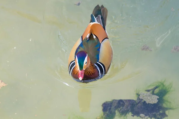 Canard mandarin près de la rivière Sile, Italie — Photo