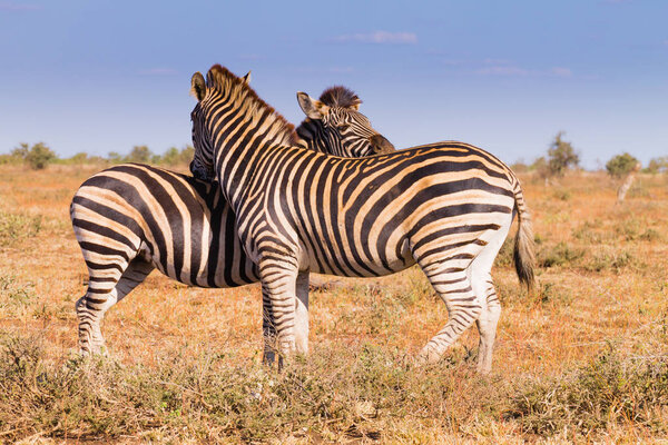 Couple of zebras from Kruger National Park. African wildlife. equus quagga. South Africa