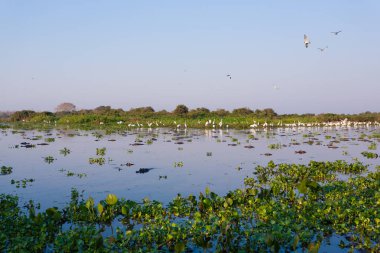 Güzel Pantanal manzara, Güney Amerika, Brezilya