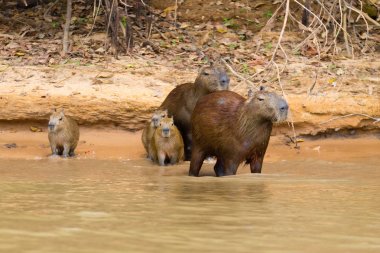 Capibara sürüsü Pantanal, Brezilya