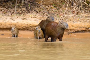 Herd of Capybara from Pantanal, Brazil clipart