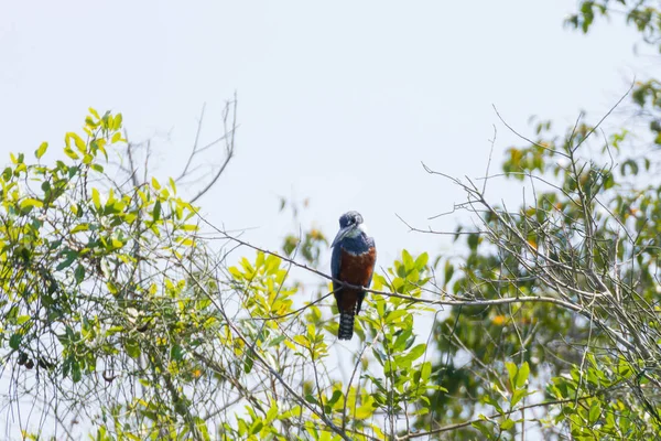 Pantanal, Brezilya niteliğine halkalı arası kingfisher — Stok fotoğraf