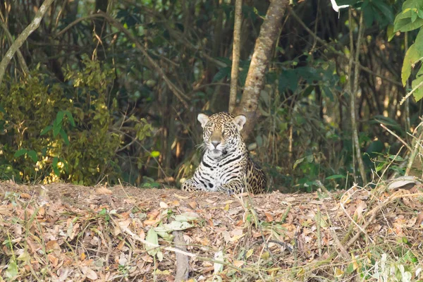 Jaguar-ból Pantanal, Brazília — Stock Fotó