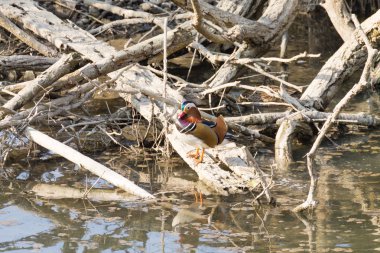 Mandarin ördeği Sile Nehri, İtalya yakın çekim