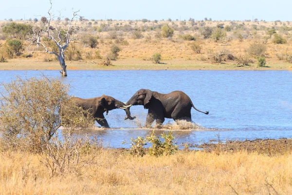 Elephant fighting from Kruger National Park, Loxodonta africana