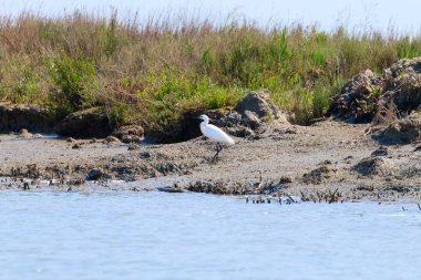Küçük ak balıkçıl, kuş gözlem