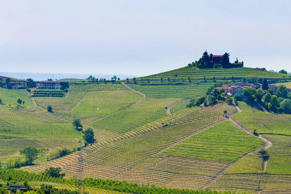 Langhe, 이탈리아 농업에서에서 포도와 프리 — 스톡 사진