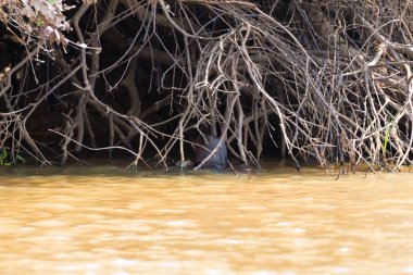 Pantanal, Brezilya'dan dev su samuru