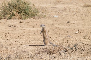 Sincap ayakta, Güney Afrika Cape zemin