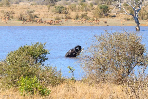 Elefante del Parque Nacional Kruger, Loxodonta africana —  Fotos de Stock