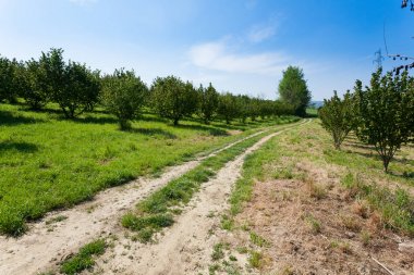 Hazel ekimi, Langhe, İtalya