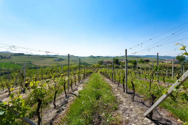 Paisagem com vinhas de Langhe, agricultura italiana — Fotografia de Stock