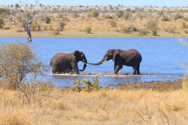 Elephant fighting from Kruger National Park, Loxodonta africana