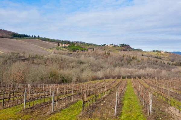 Fileiras de vinhas de colinas da Toscana — Fotografia de Stock