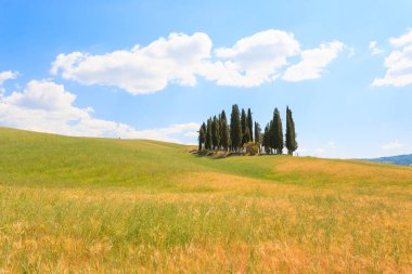 Val d'Orcia selvi görünümü