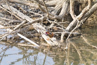 Mandarin ördeği Sile Nehri, İtalya yakın çekim