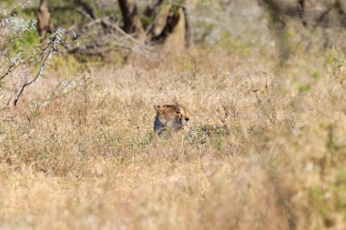Cheetah Güney Afrika'dan kapat